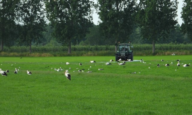 ooievaarsoponderwatergezetgraslandlageveldherwijnen28052020 1